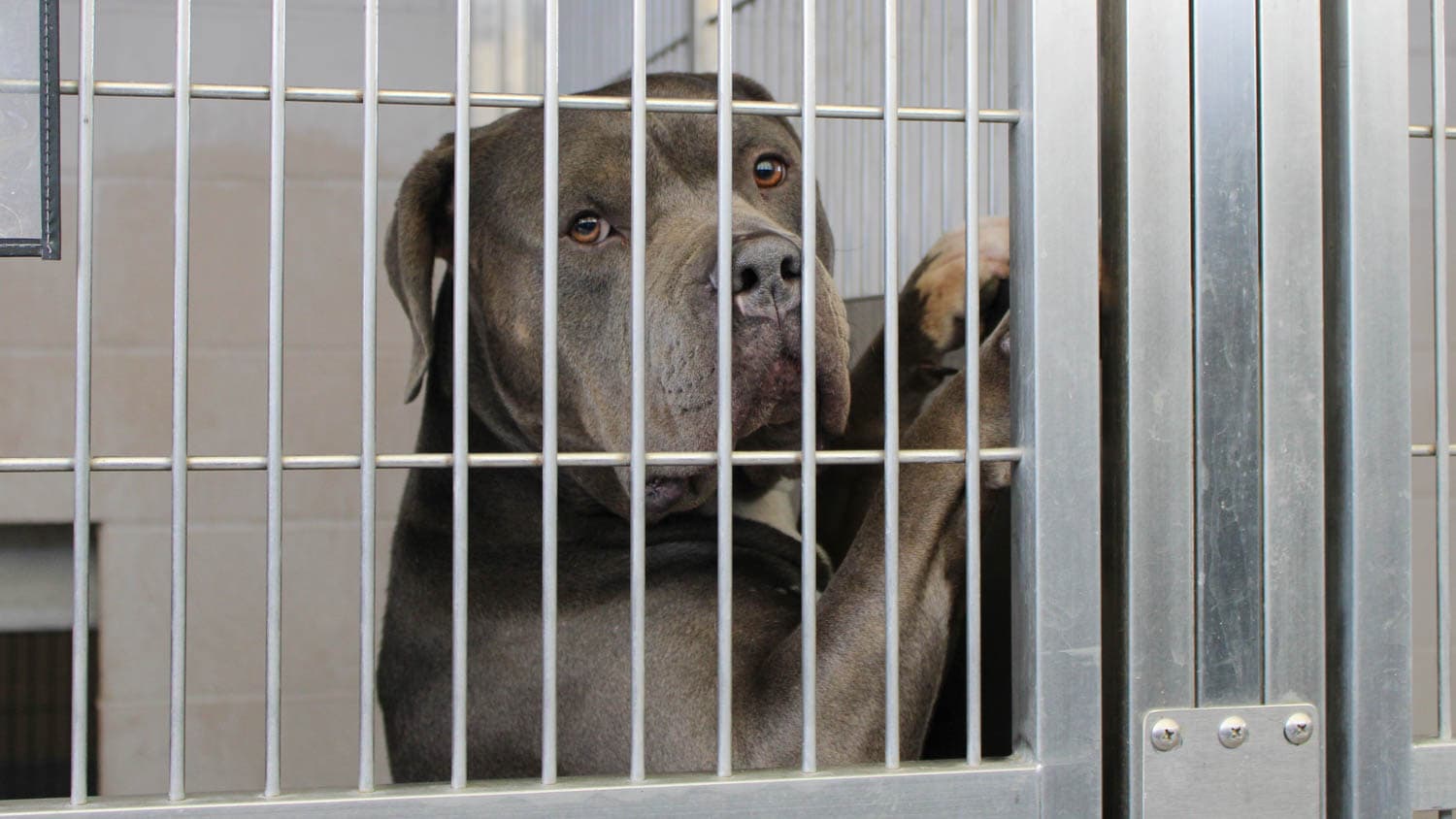 OC 동물보호소 발렌타인 합동 입양 행사