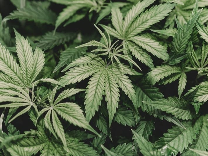 산타아나의 캘리포니아 최대 대마초 슈퍼스토어 수백만 달러 손실 후 폐업